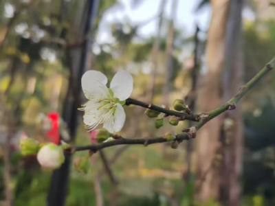 6387749154371843853593630